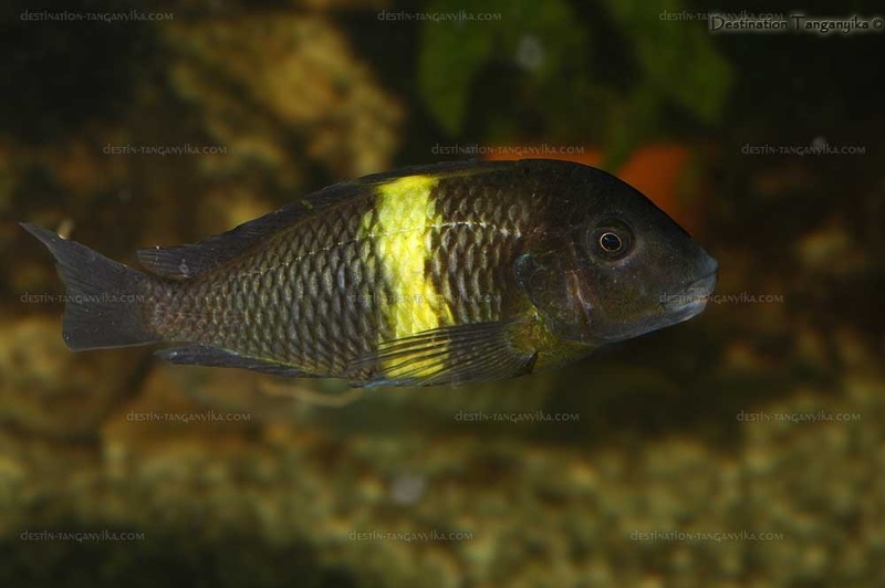 Tropheus sp. 'black' Mboko Island